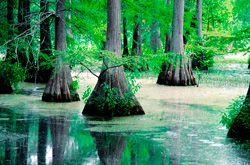 photo of swamp trees