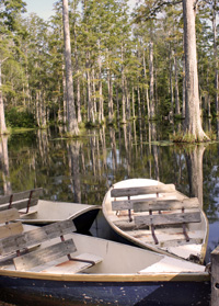 photo of boats in a swamp